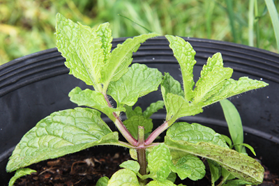 High-yielding herbs: pinch for success | Amateur Organics